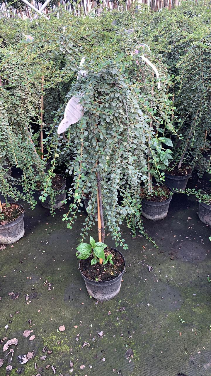 Кизильник лежачий Куин Оф Карпетс штамб 120